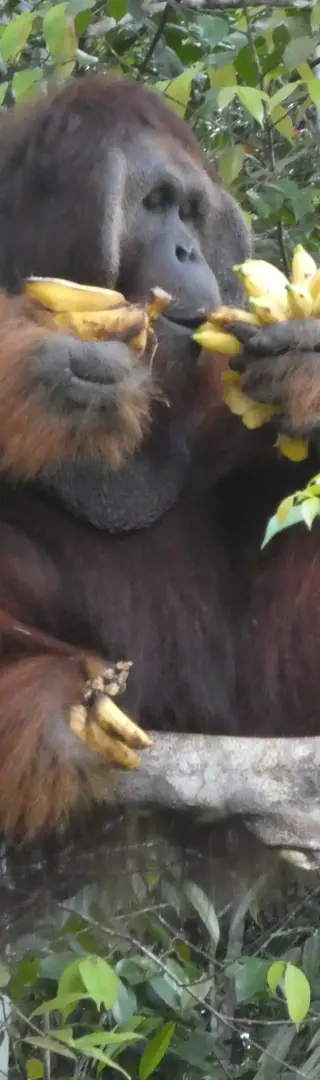 Rettungsstation für Orang-Utans